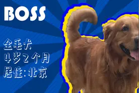 有效拴绳&科学遛狗——如何文明养犬？“捡屎官”们快看过来！视频封面