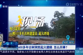 遭遇雷击，一棵600多年的古树燃烧起火……图片