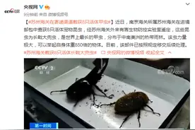 苏州海关在寄递渠道截获8只活体甲虫：为长戟大兜虫，是世界上最长的甲虫图片