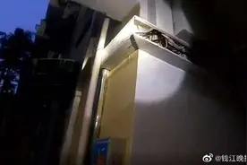 杭州一业主晚饭后散步，抬头一看：1米长大蛇图片