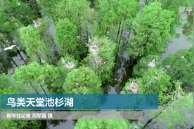 鸟类天堂池杉湖视频封面