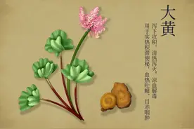 “药中将军”大黄的妙用图片