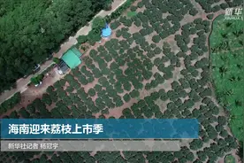 海南迎来荔枝上市季视频封面