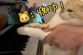 猫咪弹钢琴？杭州帅气男老师一段视频爆火！网友评论亮了图片