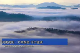河南南阳：艾草飘香 守护健康视频封面