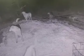 野狼进村？破案了图片