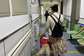 盲人周彤和导盲犬小杰的出行路：从狗不能进到愿与导盲犬乘一辆车图片