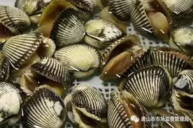 谨慎食用毛蚶、海虹等贝类！唐山发布安全警示图片