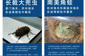 有些镜头下的小可爱，你万万“养不得”图片