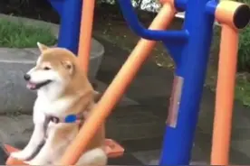柴犬用健身器材自娱自乐，旁边大妈学了起来，让自家狗子也过过瘾图片