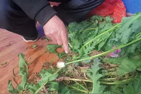 泡药酒治病！通江县一七旬大爷非法种植罂粟被查处图片