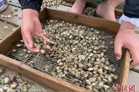 退大潮赶小海挖花蛤 浙江奉化民众“沙中淘金”图片