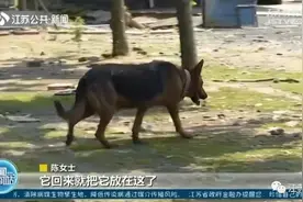 这波操作有灵性！小狗叼回受伤小鸟，主人一查竟是保护动物图片
