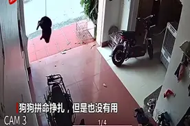 越南一狗狗被拴在卷帘门上 门突然升起将狗吊在半空图片
