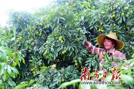荔红时节 全国客商赴林头“赶集”图片