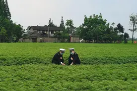四川生鲜川芎叶首次走出国门 销往韩国图片