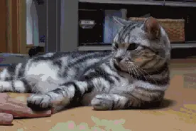 别给猫主子乱吃素，吃上肉才是王道图片