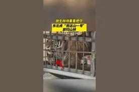 “完达山一号”放归山林！镇上居民目睹运虎车队驶过，放生林场重重把守图片
