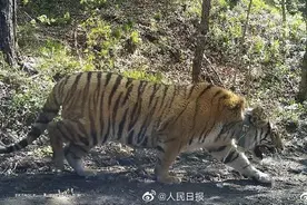 进村东北虎成功放归自然，施救记录披露，“老虎进村”该反思什么？图片