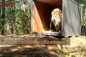 东北虎“完达山1号”放归自然现场：身形健硕，试探着走出铁箱图片