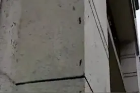 密密麻麻虫子爬满墙，固定时间成批出现图片