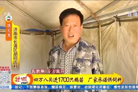 养鹅“历险记”视频封面
