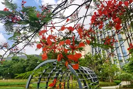 凤凰花开 坪山夏意渐浓图片