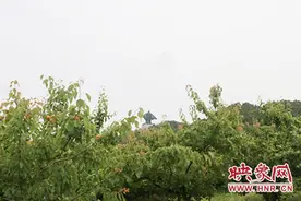 永城芒砀山迎来黄杏采摘季图片