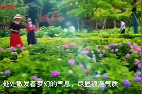 绣球“组团开放”，去南京绣球公园赴一场“花花的约会”图片