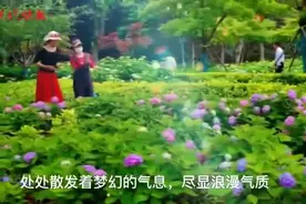 绣球“组团开放”，去南京绣球公园赴一场“花花的约会”图片