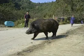 抓到野猪不准吃！四川将依法开展野猪种群调控图片