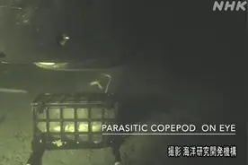 日本研究小组在静冈近海成功拍摄到太平洋睡鲨珍贵视频图片
