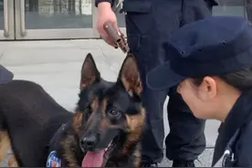 警犬退役，现面向全社会招免费领养，符合条件的欢迎报名咨询！视频封面