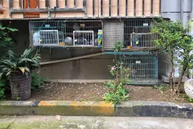上海一幢楼居民晾衣服得看鸽子“脸色”，3户人家近百只鸽子楼里“住了”多年图片