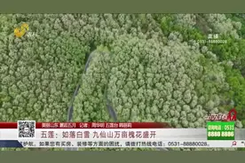 日照九仙山万亩槐花进入盛花期，置身花海如临仙境，让人流连忘返视频封面