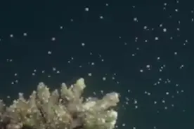 海底飘“雪” ？原来珊瑚产卵是这样的视频封面