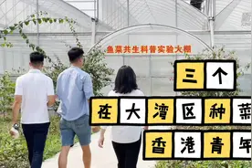 大湾区·大未来｜三个在大湾区种菜的香港青年图片