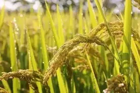 扩散｜天津给这些人发补贴！补贴标准公布图片