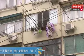 吓人！一居民家中竟养了100多只老鼠还成群结队出没，邻居崩溃了图片