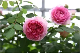 莱州月季花开上海花博会 百花斗妍崇明岛图片