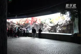 守护“国宝”32载 这位大熊猫“奶爸”不一般图片