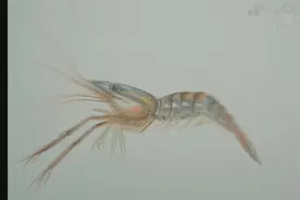 新华全媒+｜超大城市生物多样性的“灵魂画师”视频封面