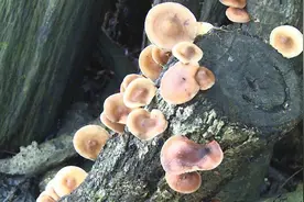 保山昌宁野生香蕈大量上市！快来尝鲜吧图片