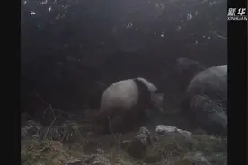 九顶山野生大熊猫“喜当爹”图片