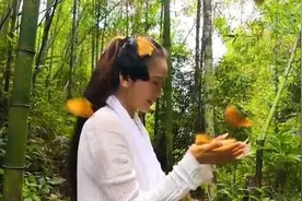 太美！杨丽萍与蝶共舞仙气逼人 云南蝴蝶大爆发预计约1.5亿只图片