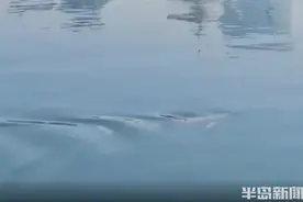 海里的江豚找到“快乐老家”！今年以来青岛近海目击江豚出没已有十余次 渔民误捕是主要威胁图片