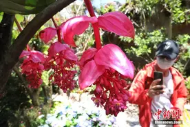 探访第十届花博会的“神奇植物”图片