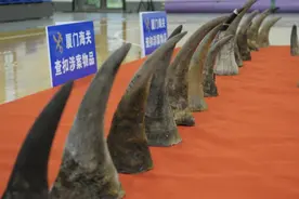 厦门海关破获特大犀牛角走私案 货船内查获犀牛角145件图片