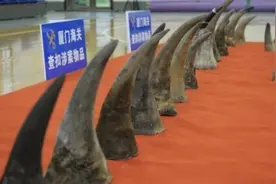 价值约1亿元！厦门海关破获特大犀牛角走私案图片