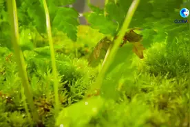 全球连线｜小小的苔藓 大大的世界视频封面